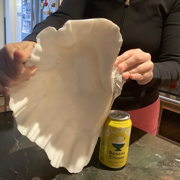 Antique Clam Shell Tridacna Gigas huge collectible unique - Picture 11 of 17